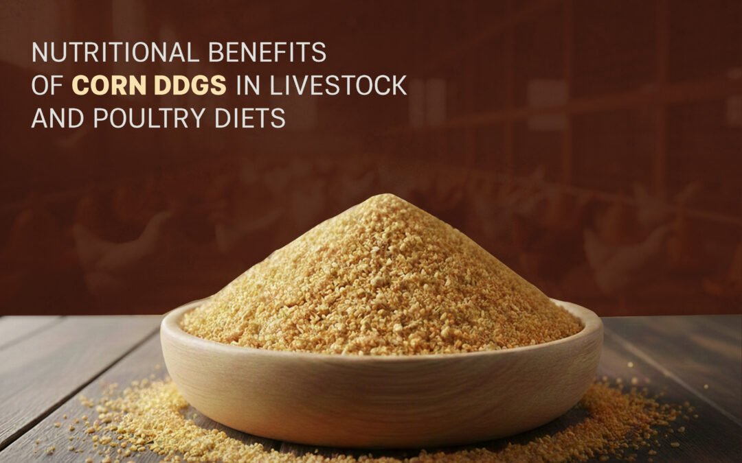 Nutritional Benefits of Corn DDGS in Livestock and Poultry Diets