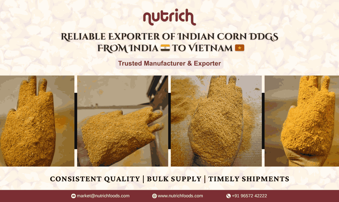 Reliable Exporter of Indian Corn DDGS - India to Vietnam