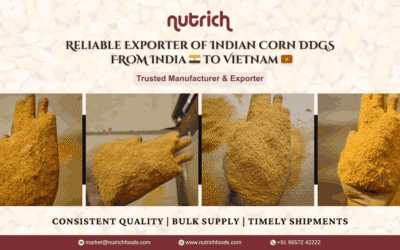 Indian Corn DDGS Supplier to Vietnam: Reliable Export from India | Nutrich Foods
