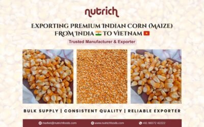 Indian Corn (Maize) Supplier to Vietnam: Bulk Export from India | Nutrich Foods